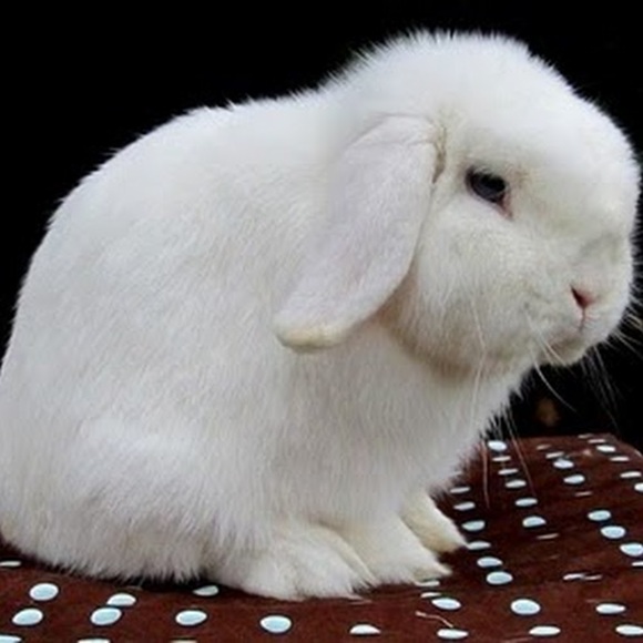 Meet your Posher, Nancy - Picture 1 of 1